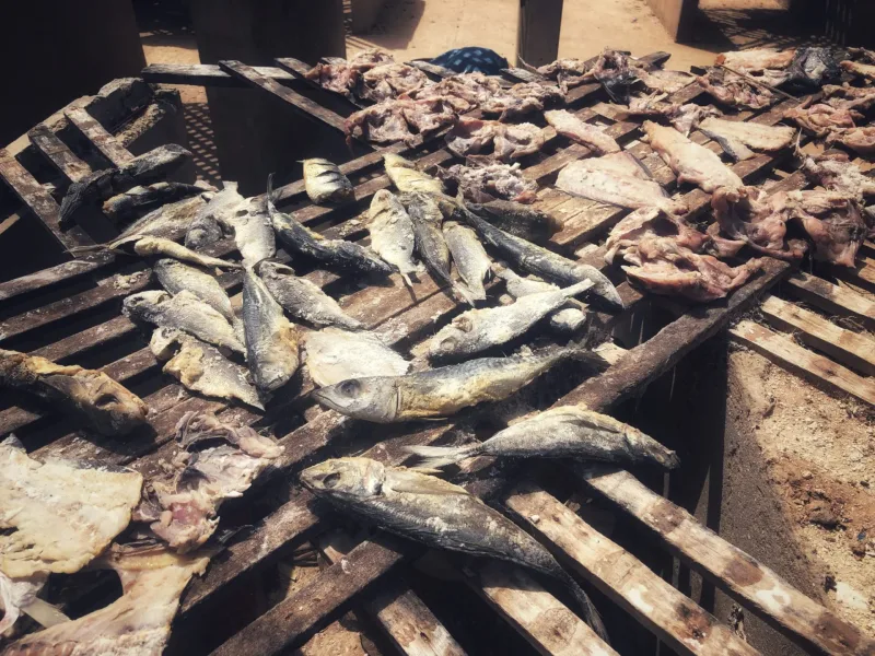 SENEGAL 2019