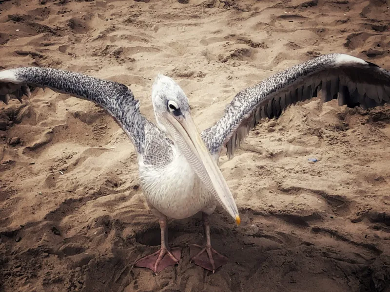 SENEGAL 2019