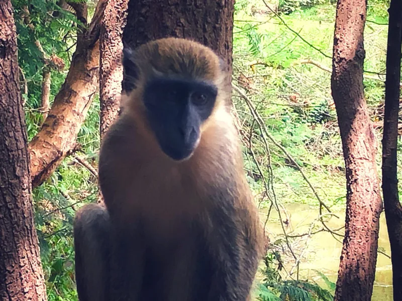 SENEGAL 2019