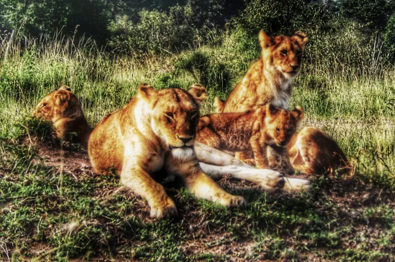 AFRIKA 2018