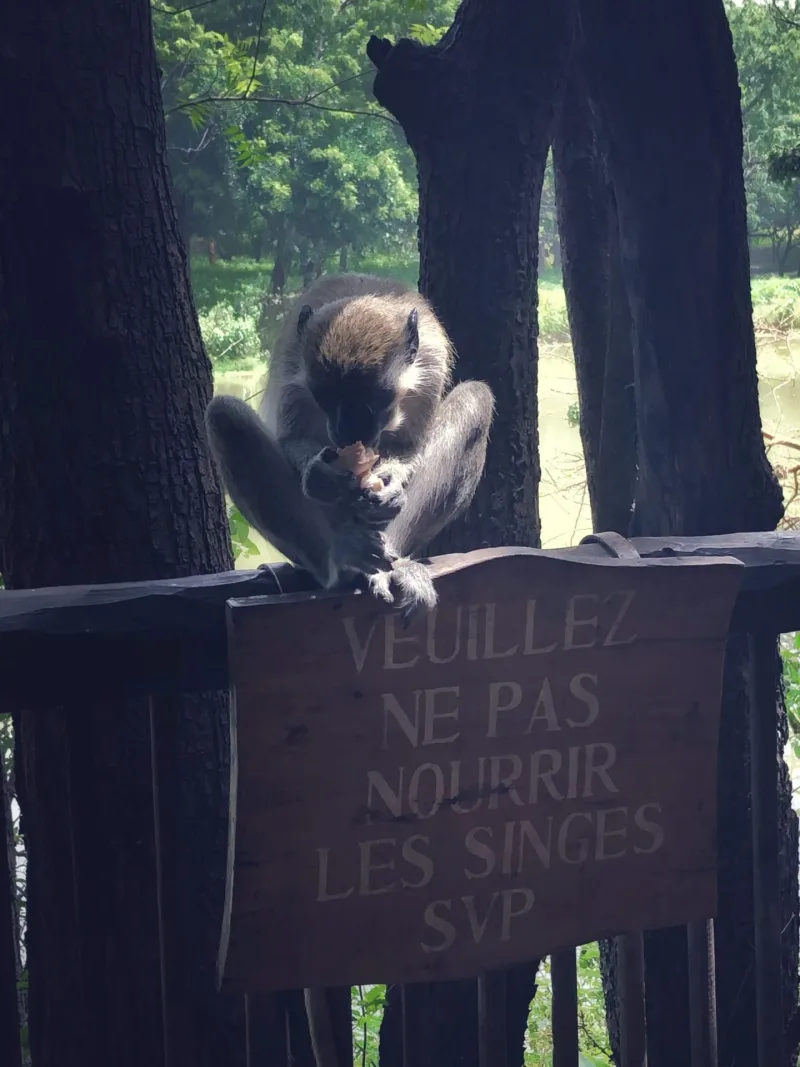 SENEGAL 2019