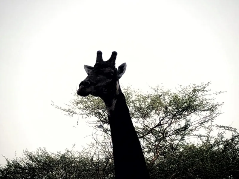 SENEGAL 2019